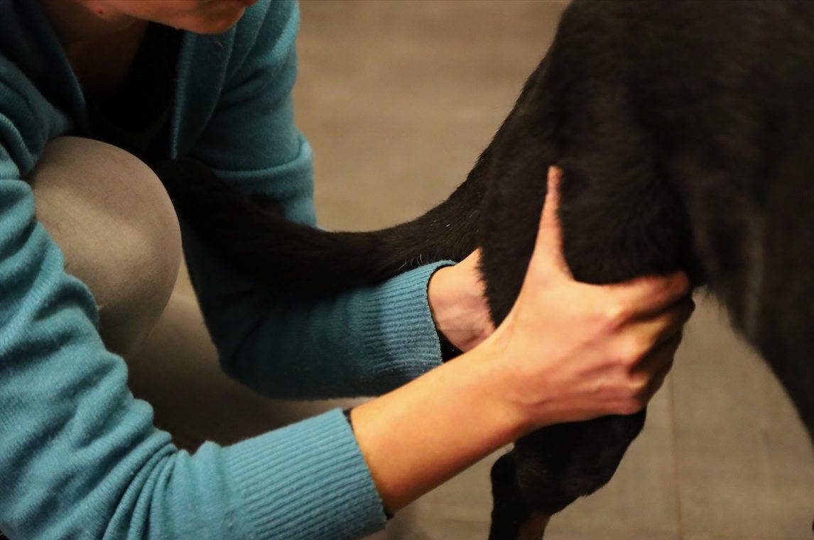 massage canin amelie du bout des doigts